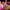 Jessica et Roger Rabbit – Diorama résine adulte cartoon de collection