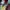 Jessica et Roger Rabbit – Diorama résine adulte cartoon de collection